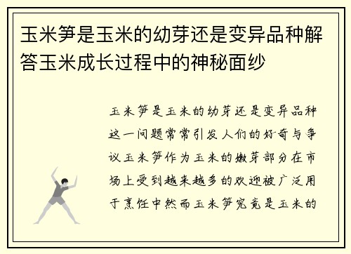玉米笋是玉米的幼芽还是变异品种解答玉米成长过程中的神秘面纱